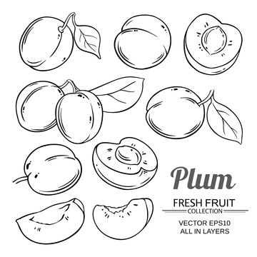 plum fruits  vector set