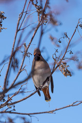 Waxwings on a tree branch