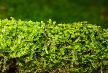 Mossy patch