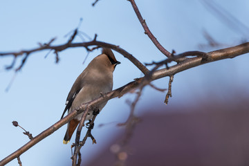 Waxwings on a tree branch