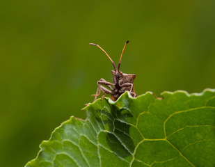 Squash bug sitting on sorrel leaf