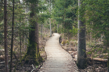Wooden path through forest during winter in Poland.