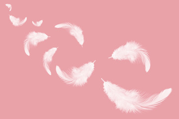 Abstract white feather falling in the air, isolated on pink