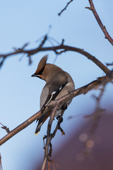 Waxwings on a tree branch