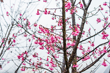 Cherry Blossom in the morning, Blooming Pink Japanese Sakura