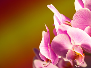 Close-up einer rosa Orchidee mit gelbroten Hintergrund
