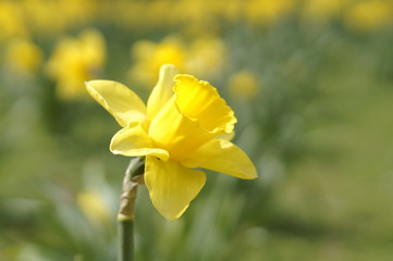 Daffodil