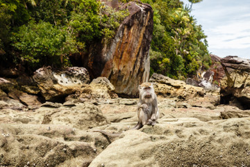 monkey sits on rocks on the island of Borneo Malaysia.