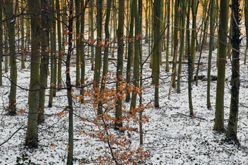 Karger Winterwald