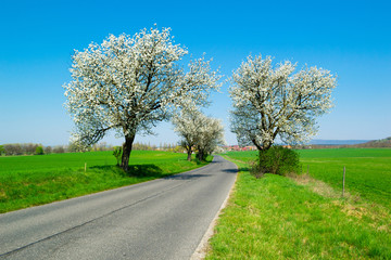 Obraz premium blossoming cherry roadside tree