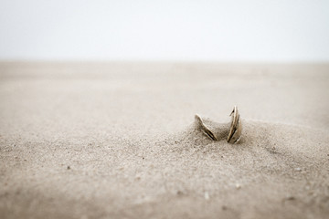 Clam Shell during sand storm on a bach 