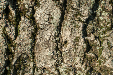 Old platanus tree bark closeup detail as natural background
