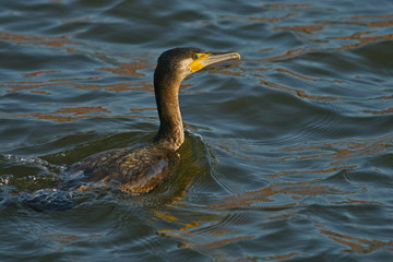 cormorant - a swimmer and hunter, he has beautiful black plumage
