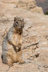 Squirrel at Grand Canyon 