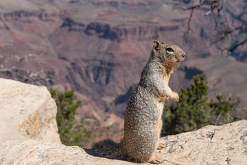 Squirrel at Grand Canyon South Rim