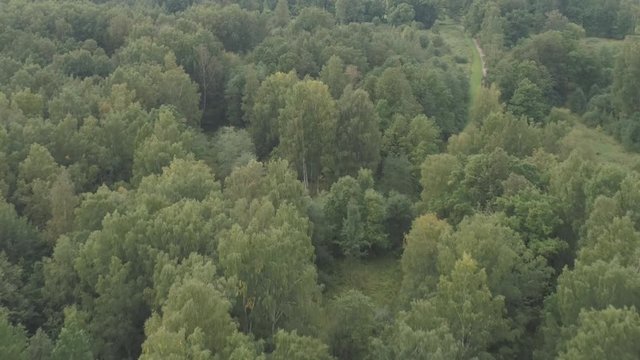 Aerial flying back and zoom over summer forest on a cloudy day