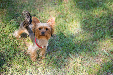 Yorkshire terrier dog stands on the grass