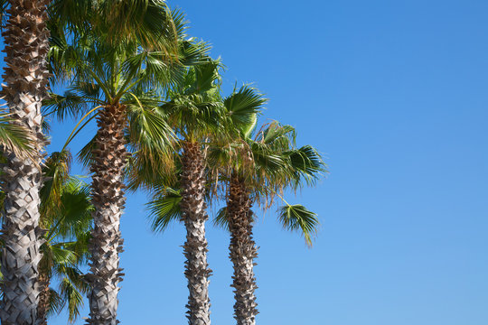 Palms against of blue sky. Holidays concept image. Greece