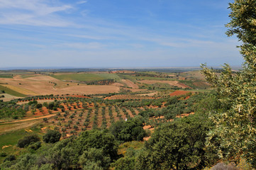 Fototapeta na wymiar Plantation d'oliviers en Espagne