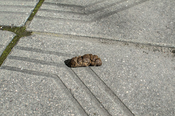 Dog poop closeup on town street pavement tiles
