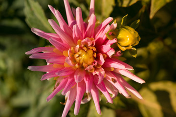 Pink Flower 