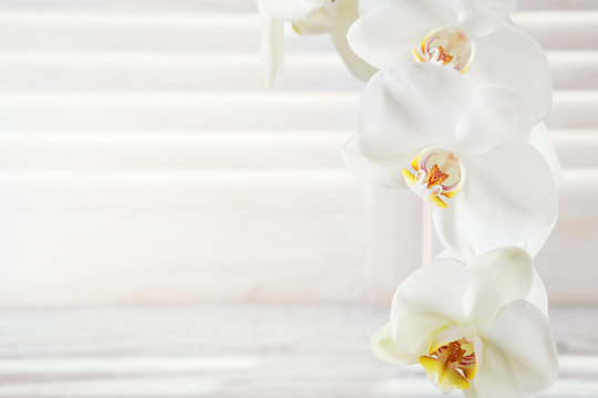 Beautiful white orchid (Phalaenopsis) flowers. Greating card concept with copy space. White moon orchid.