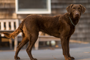 Chocolate puppy looking while standing sideways 