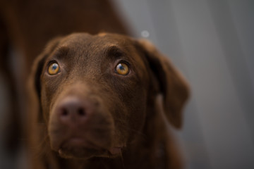 Brown dog and amber eyes look . 