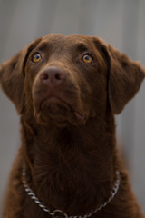 Brown dog face with amber eyes. 