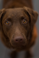 Brown dog looking with his amber eyes. 