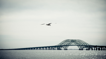 Seagul over the bay by the bridge on long island 