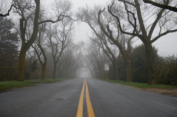 Foggy road with a beautiful tree line.