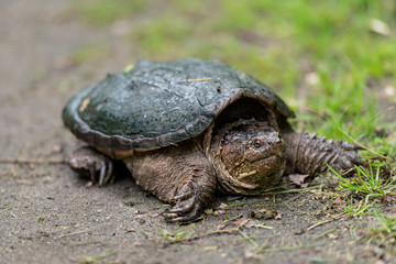 Snapping Turtle on a hiking path on Long Island Gardeners park 