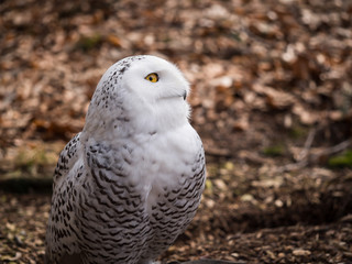 The snowy owl sitting in the wood