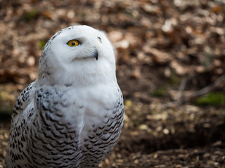 The snowy owl sitting in the wood