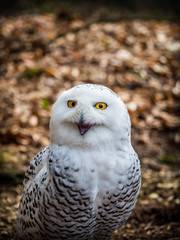 The snowy owl sitting in the wood