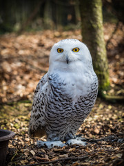 The snowy owl sitting in the wood