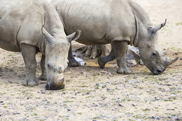 Fototapeta premium white rhinoceros with injuries on the muzzle