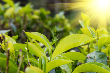 Young tea spring on ceylon tea plantation