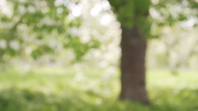 Outdoor blurred background of aplle garden on a summer day