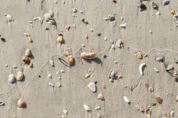Fototapeta na wymiar beautiful shells at the sandy beach