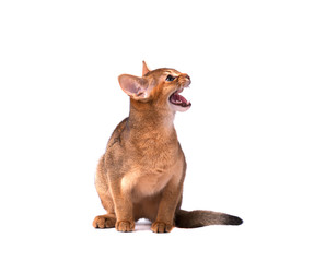 Purebred abyssinian young cat isolated on white isolated on white background. Angry kitten hisses