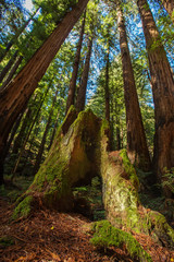 Muir woods National Monument near San Francisco in California, USA