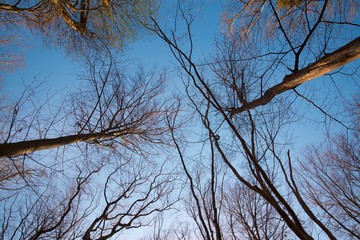 Branches of the forest trees on a clear blue sky background. Autumn season.