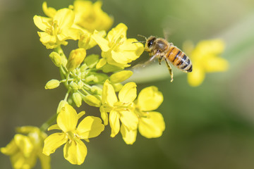 Honey bee flying around  canola flower