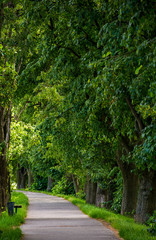 walking path under the Linden tree crowns. lovely nature background