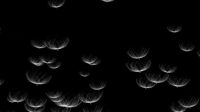 4k Abstract 3d dandelion plant seeds umbrella space particle design romance wind blowing art background.
