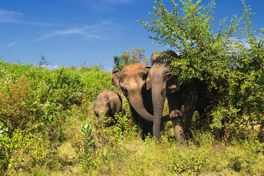 Family of of elephants in Yala national park