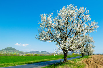 blossoming roadside cherry tree