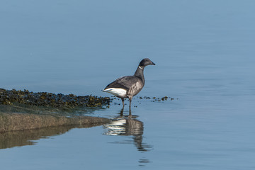 Canada Goose, Branta canadensis, seabird in winter
